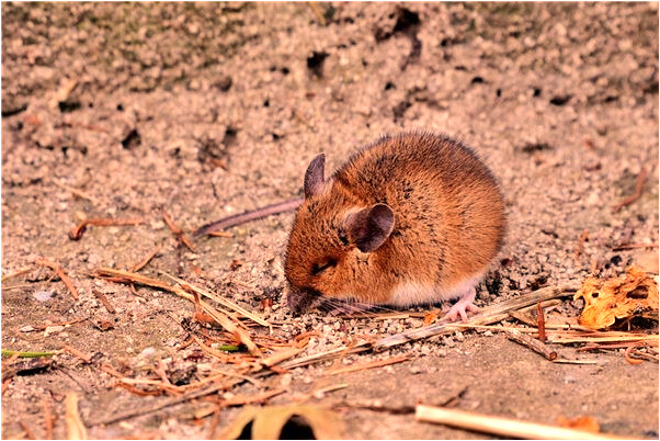 夢見吃喪酒會有什麼預兆_周公解夢官網