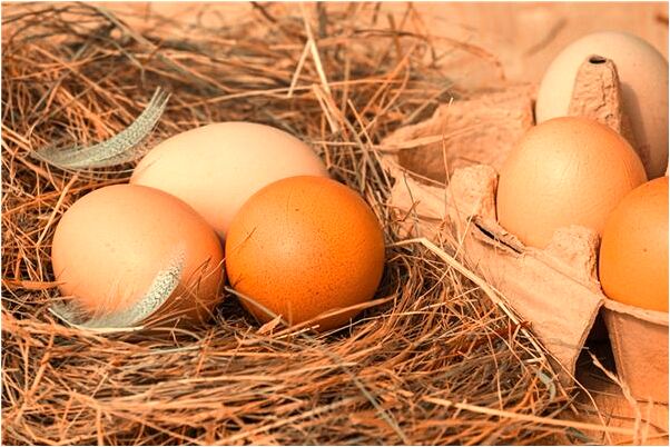 夢到了別人牽了一隻懷孕的金有什麼含義_周公解夢官網