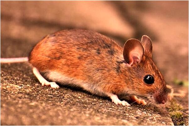 夢到姑姑的鄰居家蓋房預示什麼_周公解夢官網