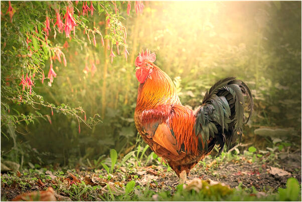 夢到李子樹接滿李子有何寓意_周公解夢官網