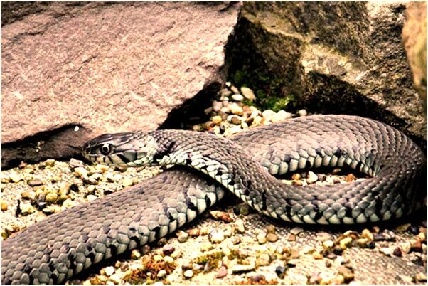 夢到幫別人賣頭髮是好是壞_周公解夢官網