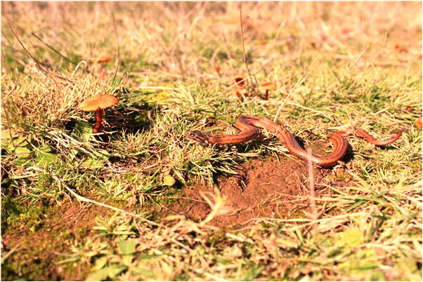 夢到了同學家辦喪事什麼寓意_周公解夢官網