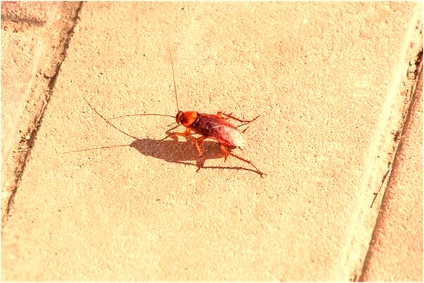 夢到了搬家收拾東西是好的徵兆嗎_周公解夢官網