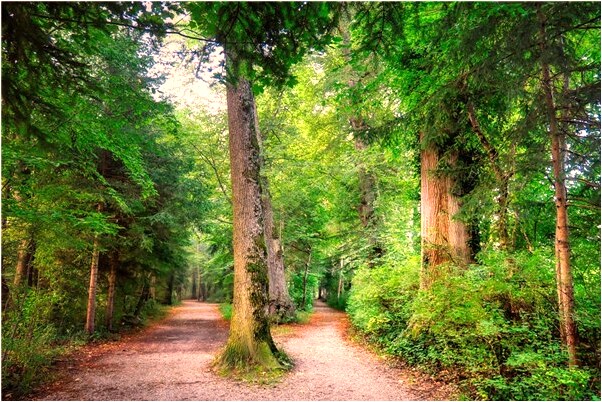 夢到做紅苕泥是怎么回事_周公解夢官網