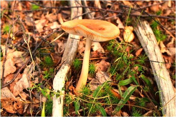 夢到人把人打死了預示著什麼_周公解夢官網