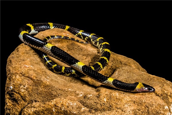 夢到了小蛇咬自己有什麼說法_周公解夢