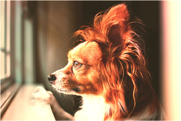 夢到湯圓開列有什麼說法_周公解夢官網