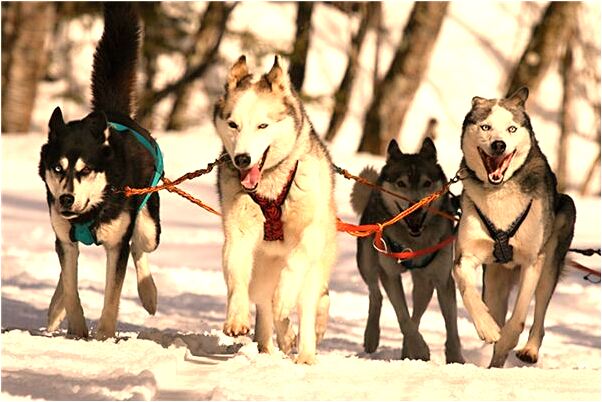 夢見追趕大巴會怎么樣_周公解夢官網