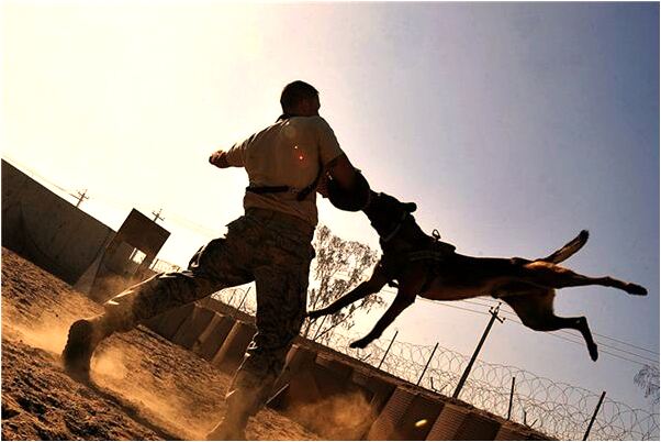 夢到了被追逐逃跑代表著什麼?_周公解夢官網