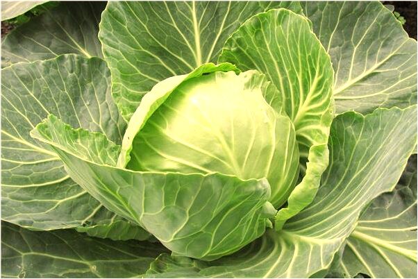 夢見跟死人玩耍是什麼預兆_周公解夢官網