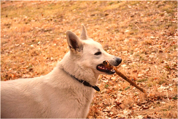 夢到煮熟的雞又活了預示著什麼_周公解夢官網