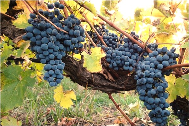 夢到了女兒把蛇吞到肚子裡預示什麼_周公解夢官網