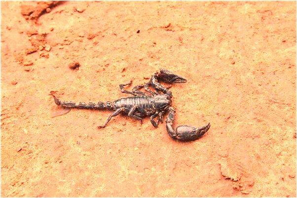 夢見天黑又亮了怎么回事_周公解夢官網