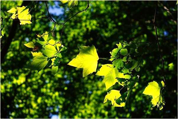 夢到了媽媽做老師有什麼寓意嗎？_周公解夢官網