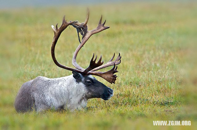 夢見兩隻狗_周公解夢夢到兩隻狗是什麼意思_做夢夢見兩隻狗好不好_周公解夢官網