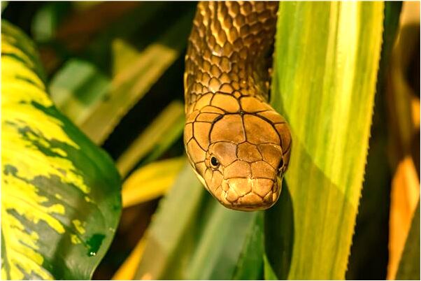 夢到院子裡好多動物有何寓意_周公解夢官網