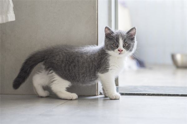 夢見餵貓_周公解夢