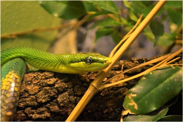 夢到了和尚送佛珠是好是壞_周公解夢官網