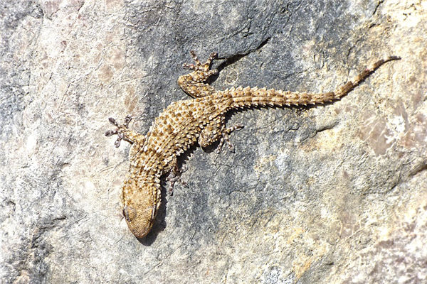 夢到壁虎是什麼寓意_周公解夢