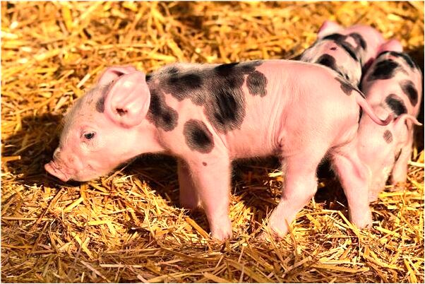 夢見公司簽契約代表著什麼？_周公解夢官網