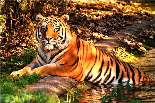 夢見汽車丟了又找回來了啥意思_周公解夢官網