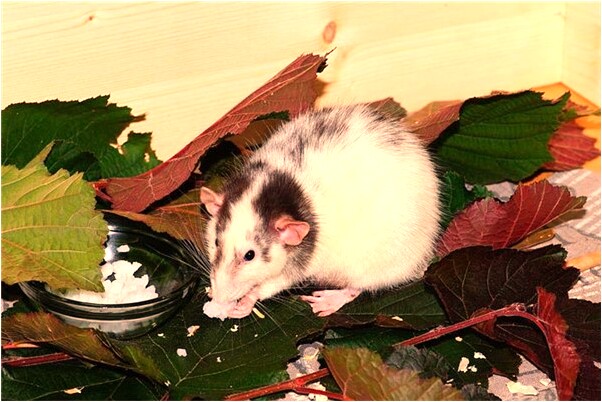 夢到一群穿白衣服的人是咋回事_周公解夢官網