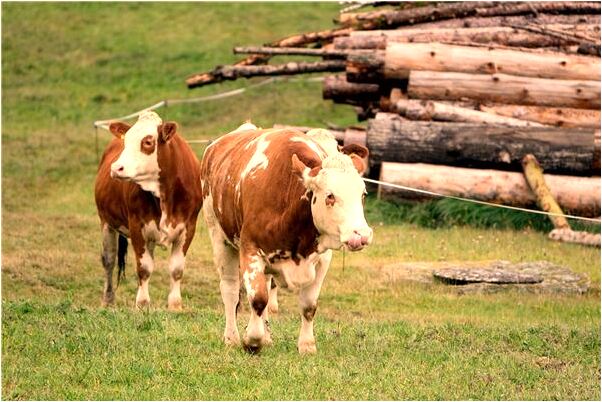 夢到了幫人家賣豆腐是吉兆嗎?_周公解夢官網