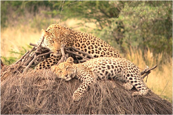 夢見吃煎好的帶魚肉是凶兆還是吉兆_周公解夢官網