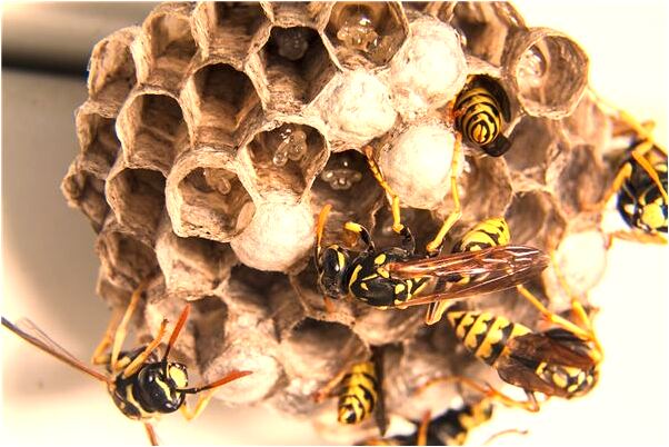 夢到成千上萬的魚卵變成小魚有什麼含義_周公解夢官網