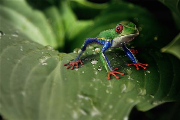 孕婦夢見青蛙是男是女_周公解夢 孕婦夢見青蛙是男是女是什麼意思_孕婦夢見青蛙是男是女好不好_周公解夢官網