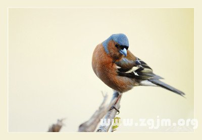 12星座專屬的幸運鳥_十二星座