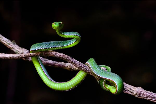 2025年屬什麼生肖什麼命_十二生肖