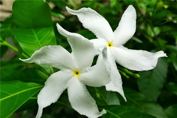 夢到了枝子花有何寓意_周公解夢