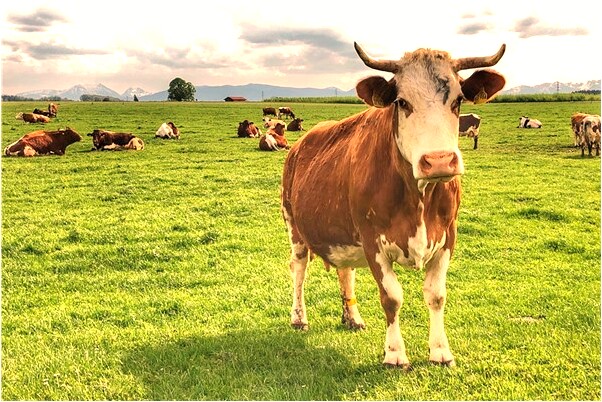 夢到兒子和別的孩子打架什麼預兆_周公解夢官網