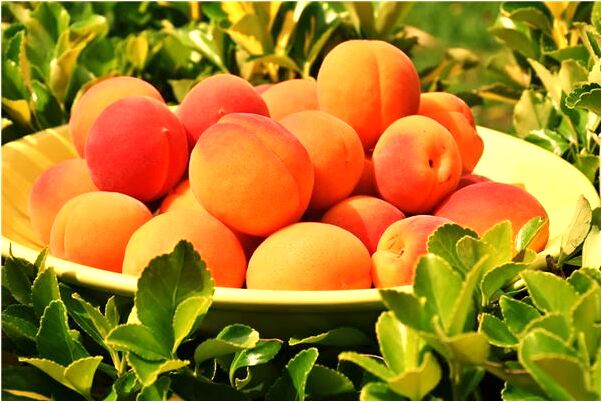 夢到了我的耳朵流膿是什麼預兆_周公解夢官網