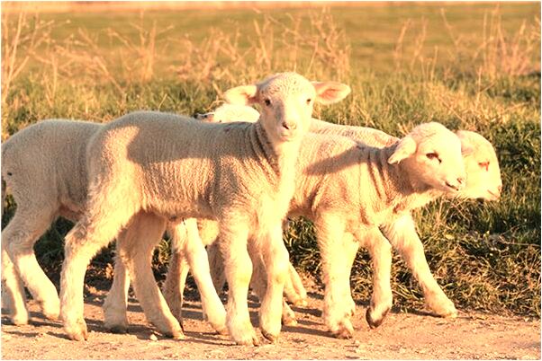 夢見拿秤稱東西是好的徵兆嗎_周公解夢官網