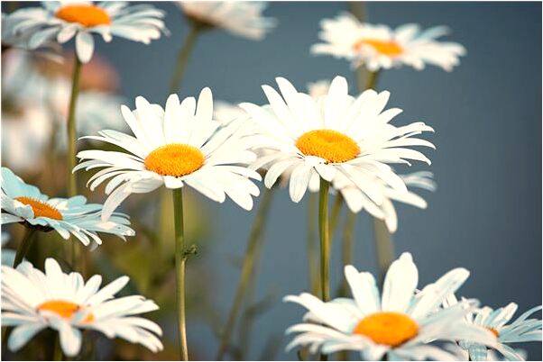 夢到砍死人沒流血怎么說_周公解夢官網