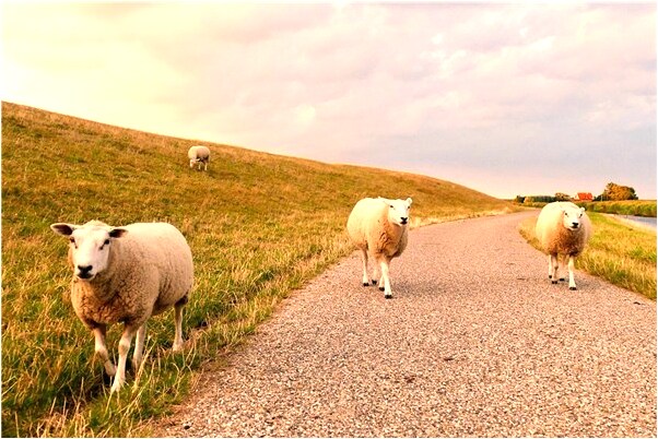 夢到了老虎和兔子有什麼說法_周公解夢官網