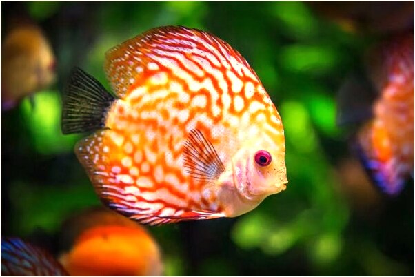 夢到我躲開男人頭被石頭磕出血有什麼預兆_周公解夢官網