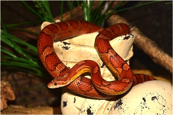 夢到了鏟車碰了地基意味著什麼_周公解夢官網