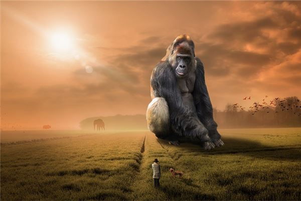 夢見大猩猩_周公解夢