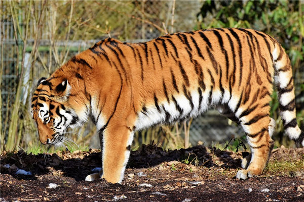 1974年屬虎的2022事業運_十二生肖