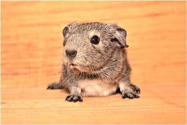 夢到了被別人拿刀捅自己意味著什麼_周公解夢官網