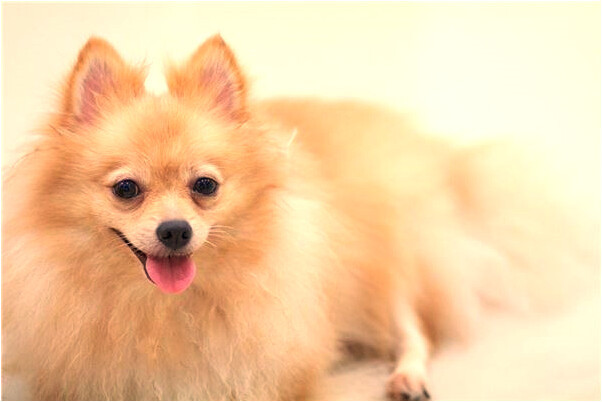 夢到了鏟車修路是凶兆還是吉兆_周公解夢官網