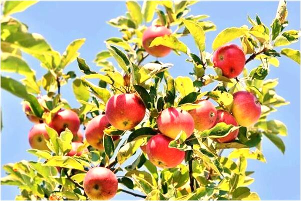 夢到身上衣服髒預示著什麼_周公解夢官網