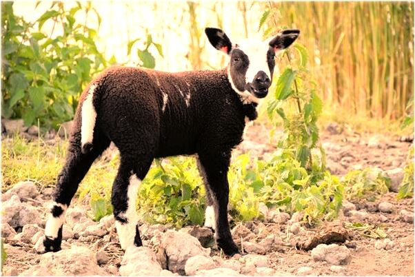 夢到媽媽說哥哥受了很大委屈會是什麼預兆_周公解夢官網