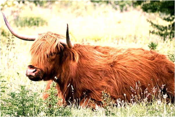 夢見房子裂開人沒事是什麼兆頭_周公解夢官網