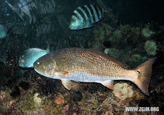 夢見水蛇在水裡游_周公解夢夢到水蛇在水裡游是什麼意思_做夢夢見水蛇在水裡游好不好_周公解夢官網
