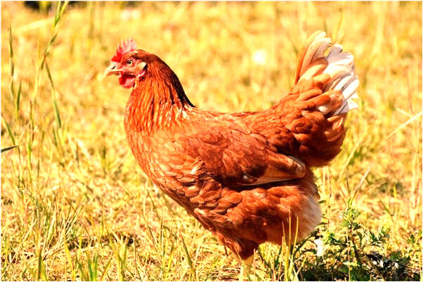 夢到了自己鞋破啥意思_周公解夢官網