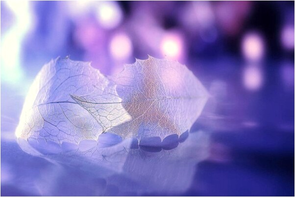 夢見一條蛇在我腿上爬是凶是吉意味著什麼_周公解夢官網